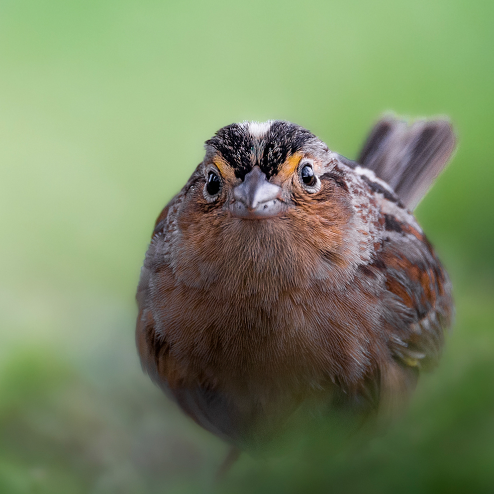 Grasshopper Sparrow 